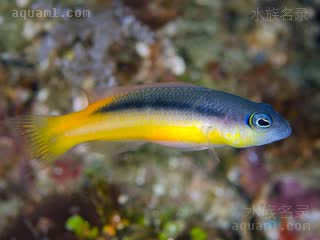  Pseudochromis ammeri 安氏拟雀鲷  黄腹个体