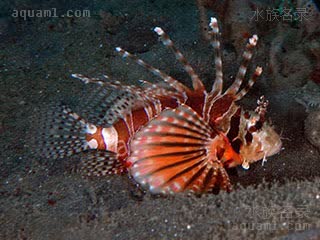 花斑短鳍蓑鲉
花斑短鳍狮子鱼 Dendrochirus zebra