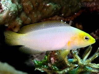 黄草莓 Pseudochromis fuscus 褐拟雀鲷  体色多变，浅黄至深棕均有，其中亮黄色最受市场欢迎