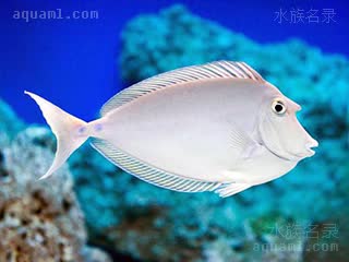 长吻独角吊 Naso unicornis 单角鼻鱼 亚成 