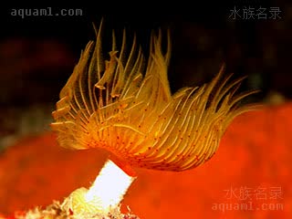 Polychaeta Protula intestinum