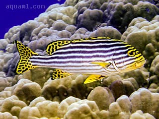 金松鼠 Plectorhinchus vittatus 条斑胡椒鲷 成鱼 