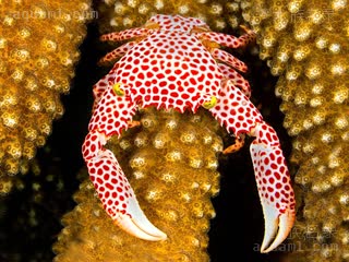 Trapeziidae Trapezia tigrina