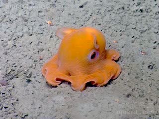 Octopoda Grimpoteuthis bathynectes