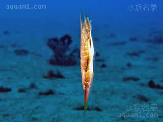 条纹刀片鱼 Aeoliscus strigatus 条纹鰕鱼 成鱼 