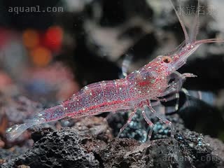 苏拉威西拳击虾 Caridina longidigita 长指米虾[暂]  快速挥舞的摄食状态