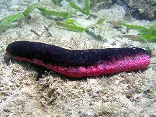 Holothuria edulis 红腹海参