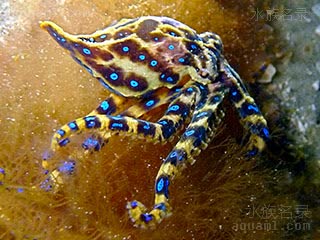 斑点豹纹蛸 - 蓝点章鱼 Hapalochlaena maculosa