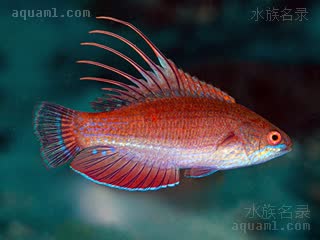 菲律宾火焰雀 Paracheilinus lineopunctatus 线斑副唇鱼 雌鱼 