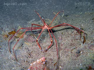 Inachoididae Stenorhynchus lanceolatus