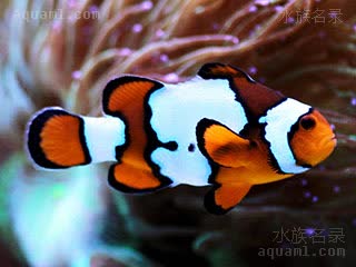 黑边公子小丑 Amphiprion percula 海葵双锯鱼  经ORA与Sea＆Reef公司的杂交选育，已有了大量人工品种