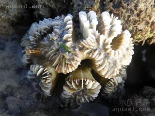 塔塔火柴珊瑚 Euphyllia cristata 联合真叶珊瑚[暂]  退潮状态，骨骼呈低矮圆顶状