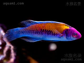 橘背丝隆头鱼 - 紫头橙背雀 Cirrhilabrus aurantidorsalis