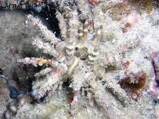  Prionocidaris verticillata 轮刺锯头帕[暂]  挂满碎屑的个体