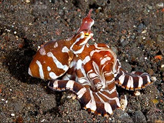 Octopodidae Wunderpus photogenicus