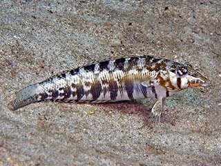 Uranoscopiformes Parapercis cylindrica