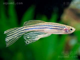 斑马鱼 Danio rerio 斑马鿕  鱼鳍较长的个体