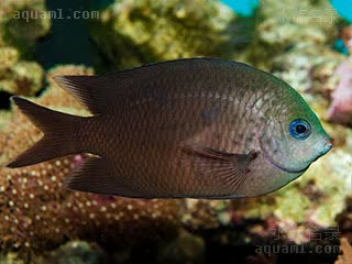 黄线青魔 Acanthochromis polyacanthus 多刺棘光鳃鲷 成鱼(1) 成鱼体色根据栖息地不同而不同，非常多变