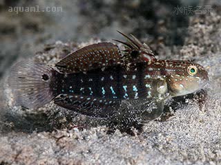 Amblygobius semicinctus 半带钝鰕虎