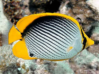 黑背蝴蝶鱼 - 曙光蝶 Chaetodon melannotus