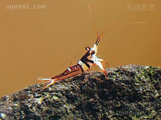 可乐虾 Caridina woltereckae 沃特芮珂氏米虾[暂] 幼虾 