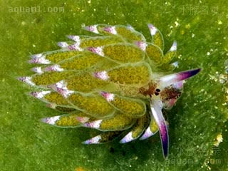 叶羊海蛞蝓 Costasiella kuroshimae 黑岛天兔  顶视图