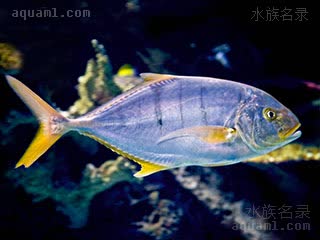 黄金鲹 Gnathanodon speciosus 无齿鲹 成鱼(2) 