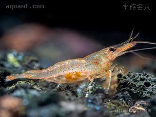 苏拉威西拳击虾 Caridina longidigita 长指米虾[暂] 雌虾 抱卵状态