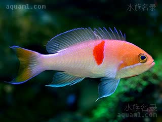 红带拟花鮨 - 三色宝石(雄) Pseudanthias rubrizonatus(M)