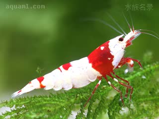 Caridina logemanni Caridina logemanni cv.'red crystal'  (红白水晶虾)