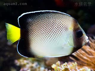 珠仙 Apolemichthys xanthurus 黄褐阿波鱼 亚成 