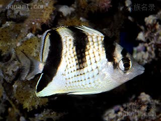 黑镜蝶 Chaetodon argentatus 银身蝴蝶鱼 幼鱼 