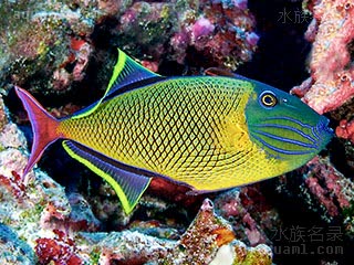 Xanthichthys Xanthichthys mento