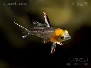 燕尾鹦哥 Bodianus anthioides 似花普提鱼 仔稚鱼(1) 体透明，头部为黄色