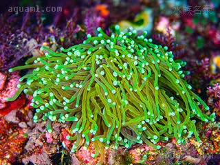  Euphyllia glabrescens 滑真叶珊瑚  触手超级细长的品相，被爱好者称为“龙魂”