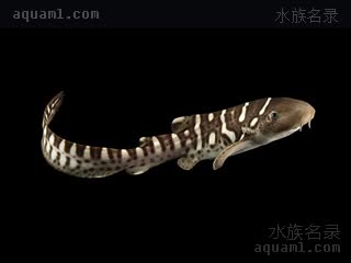  Stegostoma tigrinum 豹纹鲨 幼鱼(1) 