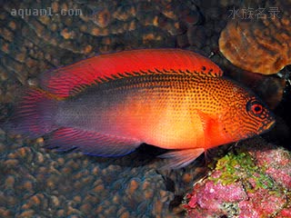 条纹红龙 Labracinus cyclophthalmus 圆眼戴氏鱼  