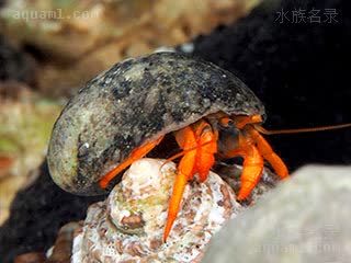 Clibanarius rutilus 橙红细螯寄居蟹