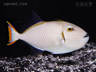 Xanthichthys greenei 格氏黄鳞鲀