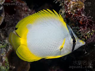 鳍斑蝶 Chaetodon ocellatus 鳍斑蝴蝶鱼 幼鱼(2) 