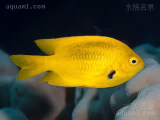 Pomacentrus sulfureus 奇雀鲷