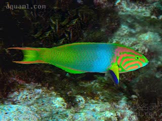 黄衣锦龙 Thalassoma lutescens 胸斑锦鱼 雄鱼 头部绿色与粉色，身体蓝至蓝绿色，胸鳍末端蓝黑色