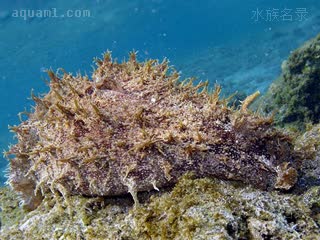 截尾食苔海猪 Dolabella auricularia 截尾海鹿兔[暂] 成体 