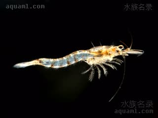 Malacostraca Neomysis integer