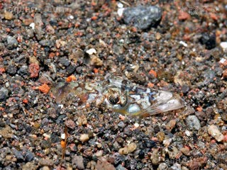 龙王鰕虎 Trichonotus elegans 美丽毛背鱼  埋沙状态