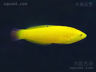 黄龙 Halichoeres chrysus 金色海猪鱼 亚成(2) 脸上开始长出红绿色条纹