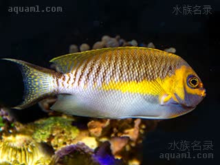 蒙面燕尾神仙 Genicanthus semifasciatus 半纹月蝶鱼 雄鱼 