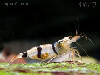  Caridina trifasciata 三纹米虾 雌虾 抱卵状态