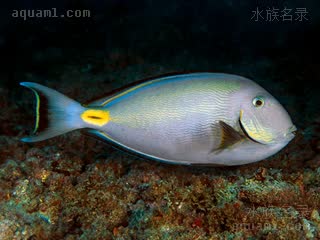 金钱吊 Acanthurus monroviae 尾斑刺尾鱼  夜间体色