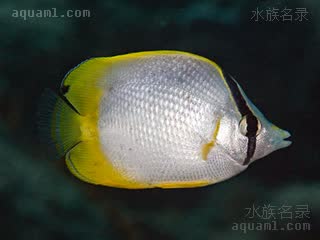 鳍斑蝶 Chaetodon ocellatus 鳍斑蝴蝶鱼 亚成 